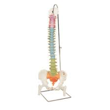 DIDACTIC FLEXIBLE SPINE WITH FEMUR HEADS - Includes 3B Smart Anatomy