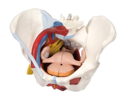 3B SCIENTIFIC ANATOMICAL MODEL - FEMALE PELVIS - 6 PART WITH LIGAMENTS 