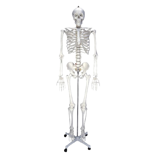 HUMAN SKELETON MODEL 180CM 