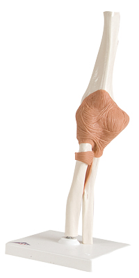 FUNCTIONAL ELBOW JOINT